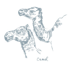 Abstract hand drawn camel desert animal portrait illustration