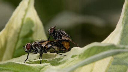 Fliegen paaren sich