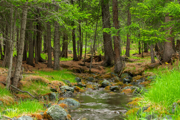 Forest river creek. Stream in the woods