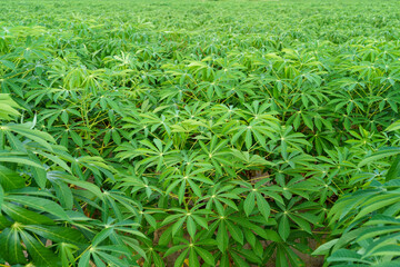 The cassava tree in the cassava mite is growing during the rainy season in Asia, Thailand.