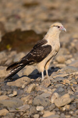 Northern Crested Caracara (Caracara cheriway) perched, Texas, USA