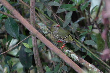 A Barred Fruiteater (Pipreola arcuate) perched on a lichen covered branch, Colombia, South America