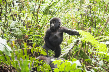 Mountain gorilla cub in the Uganda rainforest