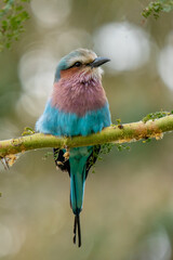 Lilac-breasted roller on dead stump turning head