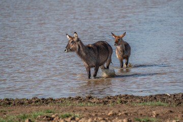 male Waterbuck, Kobus ellipsiprymnus, large antelope in East Africa. Nice African animal in the nature habitat. Wildlife scene from nature