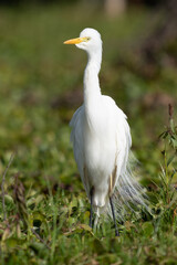 ardea alba/ white heron portrait africa kenya