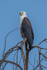 African Fish-eagle, Haliaeetus vocifer, brown bird with white head fly. Eagle flight above the lake water. Wildlife scene from African nature, Okavango delta, Botswana, Africa