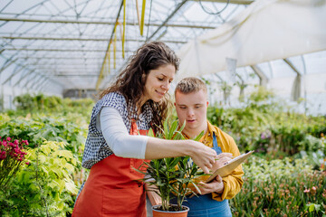 Fototapeta Experienced woman florist helping young employee with Down syndrome to check flowers on tablet in garden centre. obraz