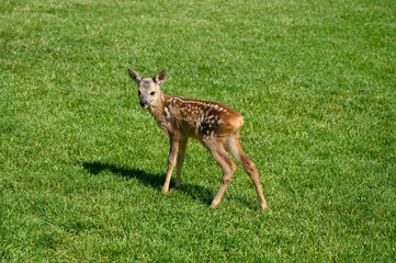 A baby roe deer. Sweet Fawn in nature. Young deer in the meadow. Bambi.