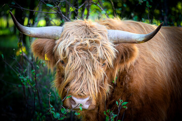 krowa  bydło Highland Cattle - obrazy, fototapety, plakaty