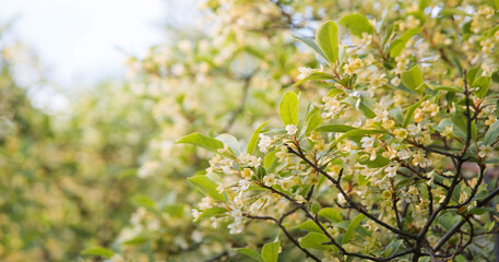 Flowering gumi branch. Natural background