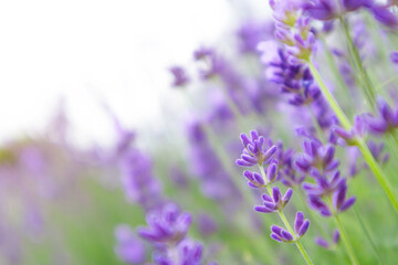 Obraz premium Selective focus on lavender flower. Lavender morning summer blur background.