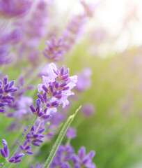 Selective focus on lavender flower. Lavender morning summer blur background.