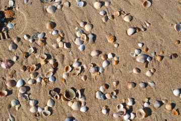 TEXTURA DE ARENA DE PLAYA CON CONCHAS