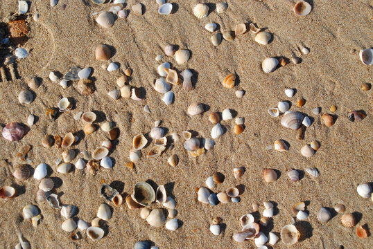 TEXTURA DE ARENA DE PLAYA CON CONCHAS