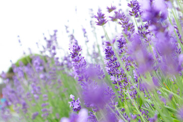 Selective focus on lavender flower. Lavender morning summer blur background.