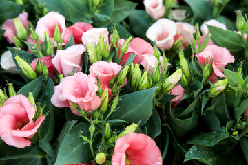 Eustoma Grandiflorum flowers in the garden