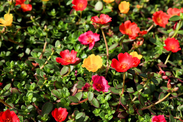 Fototapeta na wymiar Colorful Portulaca Grandiflora flowers in the garden