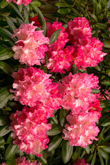 Rhododendron flowers with pink flowers in the garden.