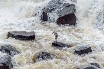 A heron (Ardea cocoi) on the rocks of the waterfall.