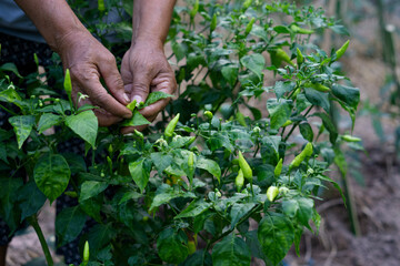 Closeup gardener's hands are picking and checking growth and disease of chilies in garden. Concept : Agriculture. Thai farmers or villagers grows organic  local chilies for eating, sharing or selling 