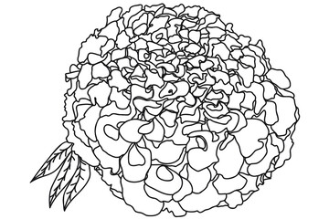 calendula flower is drawn, you can use it for cards, tattoos, prints, March 1st 8, Valentine