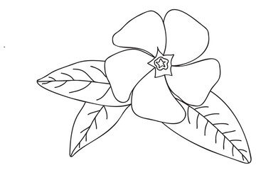 
painted barvinok flower painted in black on a white background is intended for cards, fabric printing, tattoo, valentine, March 8 and other occasions