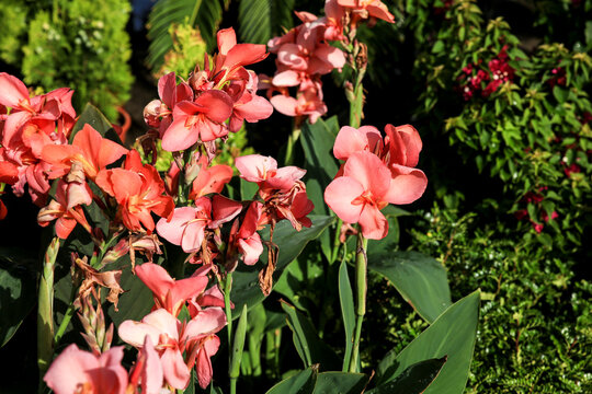 Beautiful Canna Indica plants in the garden