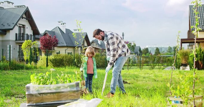 Little cute Caucasian boy helping his father in planting trees in garden on summer day. Small son watching how daddy digging hole for tree to plant. At village house.