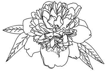 chrysanthemum drawn in black on a white background can be used for cards, March 8, Valentine, tattoo, clothing printing, coloring