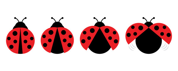 Ladybug or ladybird vector illustration. Red and black ladybug vector set. Small flying insect. Cute beetle. 