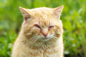 Portrait of a red stray cat with sore eyes sitting in the green grass