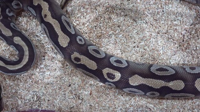 Ball python was slithering in the glass cabinet waiting to be sold. It's a popular pet in Thailand.