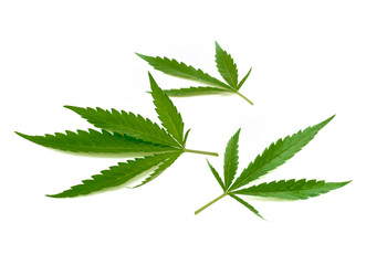 cannabis leaf on white background