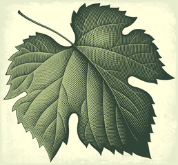 Grape leaf. Editable hand drawn illustration. Vector vintage engraving. 8 EPS
- 512086920