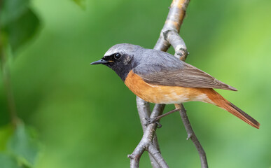 Common redstart, Phoenicurus phoenicurus. A bird sits on a tree branch