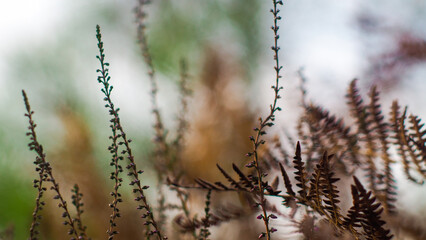 Macro de tiges de bruyère sauvages, dans la forêt des Landes de Gascogne