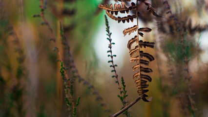 Macro de feuilles de fougère, photographiées entre des rangées de pins landais