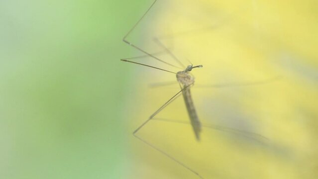 stuck mosquit in cobweb, macro