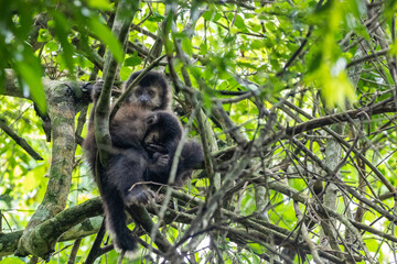 Black-horned capuchins in the Iguazu Jungle