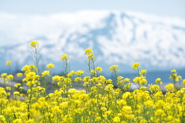 菜花と鳥海山