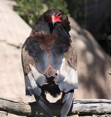 Bateleur Eagle in the sunshine
