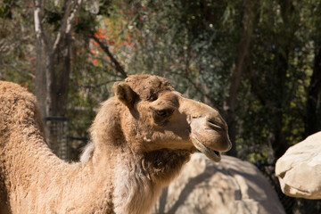 Camel outdoors in the sunshine