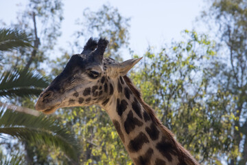 Giraffe with spots outdoors