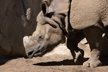 Fototapeta premium Close up of a Rhinoceros