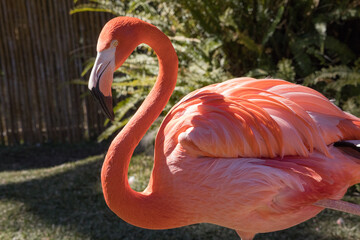 Pink Flamingo in the sunshine