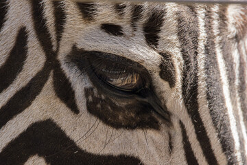Close up pattern of Zebra Stripes