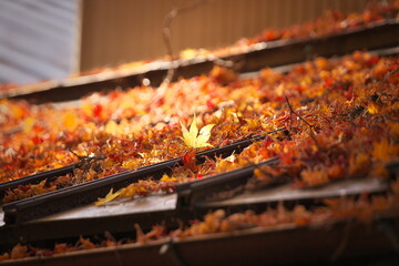 autumn leaves