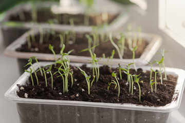 Garden and vegetable garden. Spring seedlings. Vegetable seedlings on the windowsill. Low sprouts of peppers grown at home in boxes. Indoor gardening concept. Home organic farming. Cottagecore.