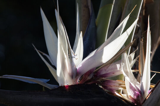 White Bird of Paradise